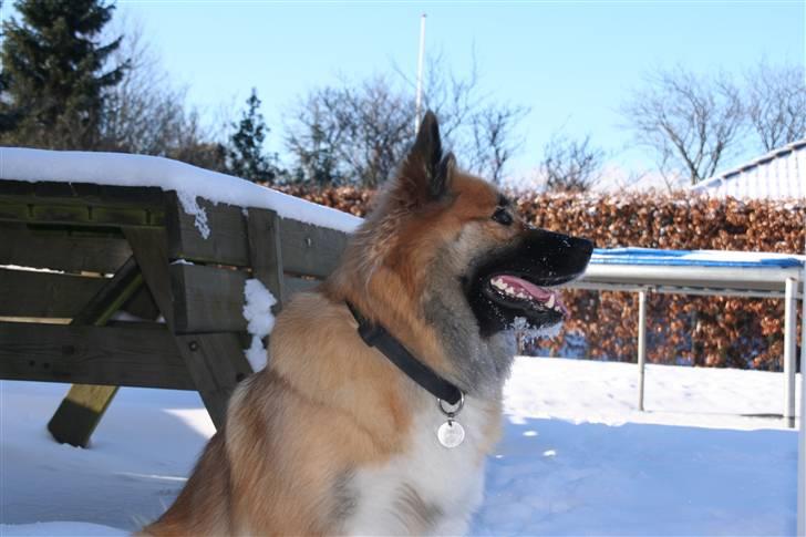 Islandsk fårehund Frenja billede 16