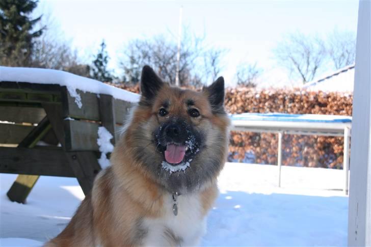 Islandsk fårehund Frenja - "Må jeg komme ind?" billede 17