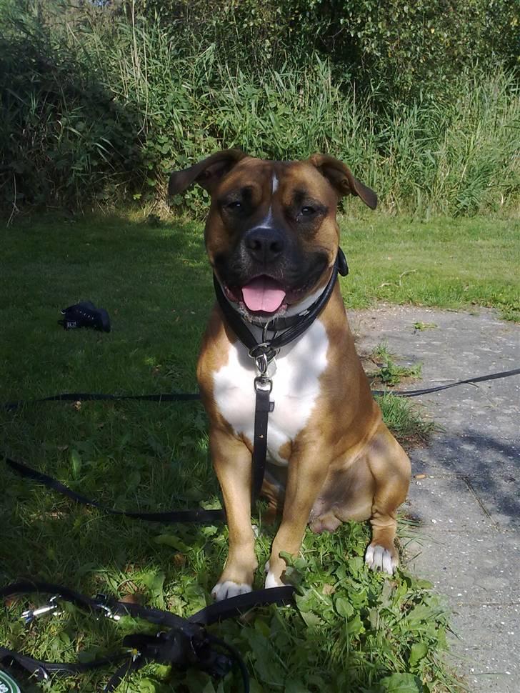 Amerikansk staffordshire terrier Tyson R.I.P den 31/03-11 billede 1