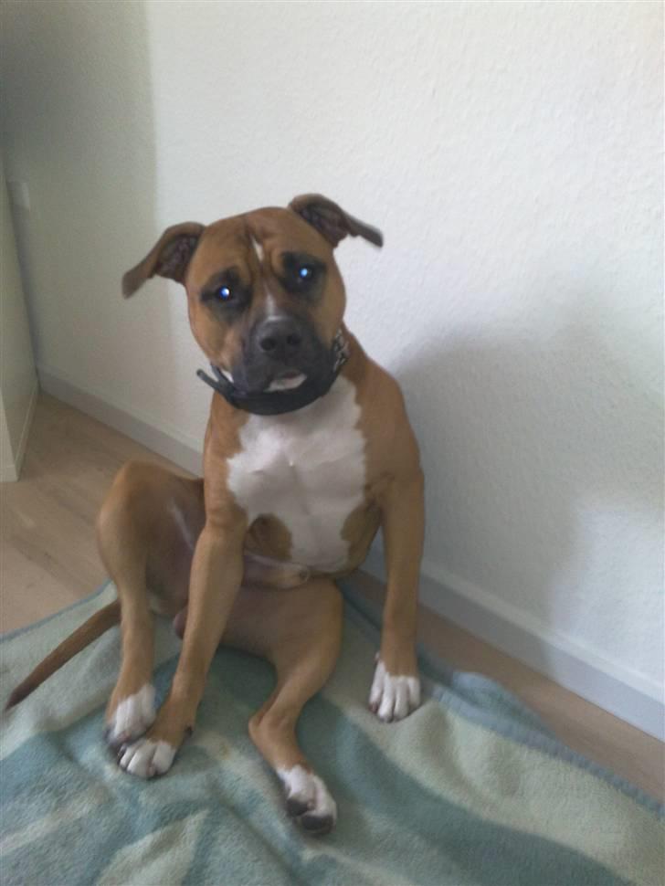 Amerikansk staffordshire terrier Tyson R.I.P den 31/03-11 billede 2