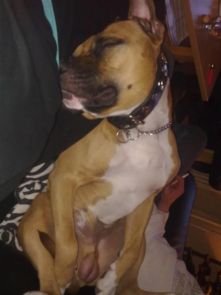 Amerikansk staffordshire terrier Tyson R.I.P den 31/03-11 billede 3