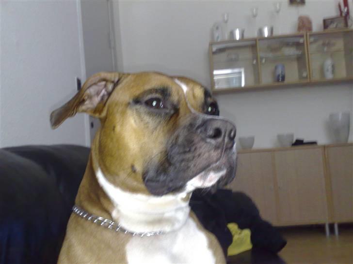 Amerikansk staffordshire terrier Tyson R.I.P den 31/03-11 billede 4