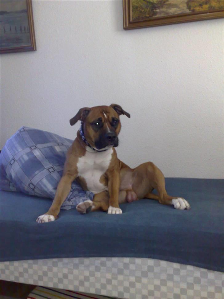 Amerikansk staffordshire terrier Tyson R.I.P den 31/03-11 billede 5