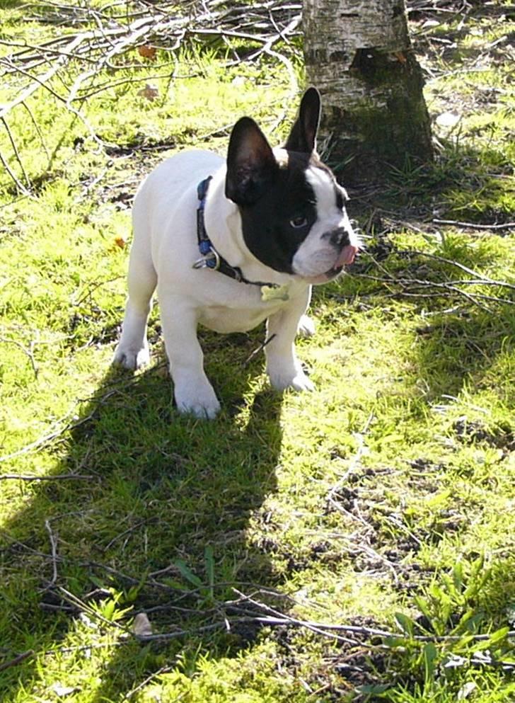 Fransk bulldog Buller - Om lidt overfalder jeg hende billede 5