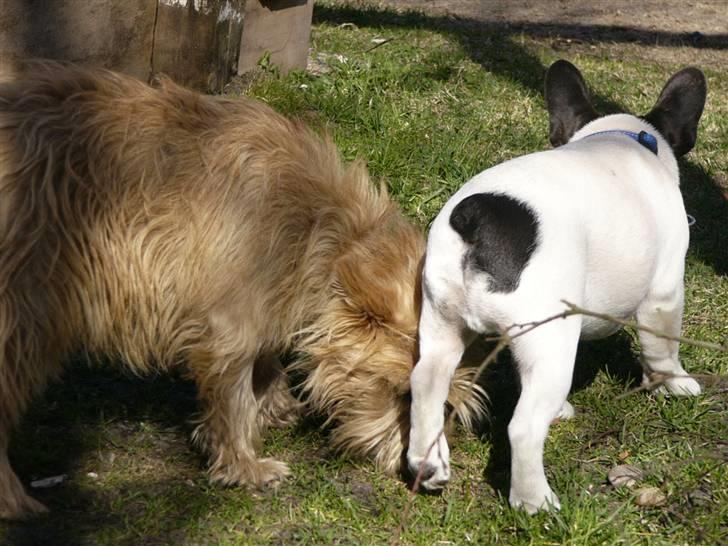 Fransk bulldog Buller - Hunde mås billede 8