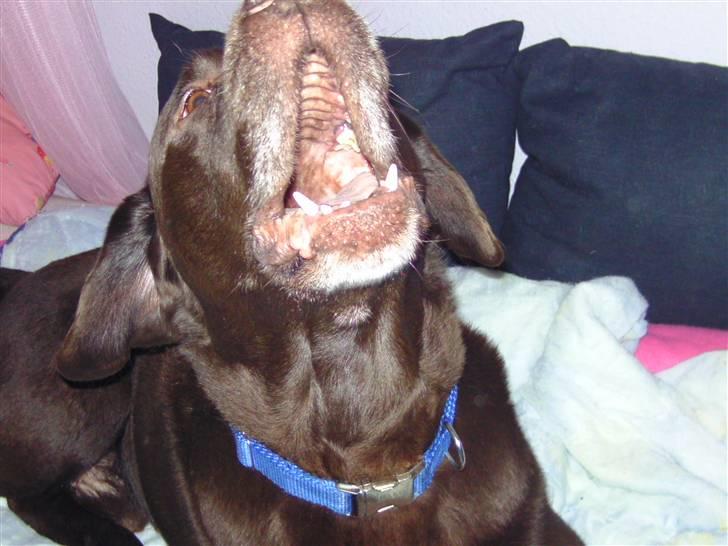 Labrador retriever Chako - Der er en der ik kan lide at få taget billeder :) billede 7