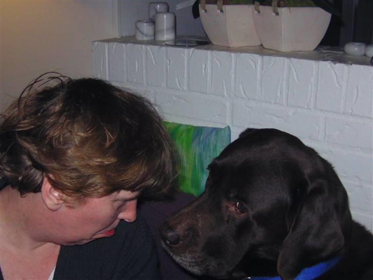 Labrador retriever Chako - Der bliver snakket godt igennem billede 8