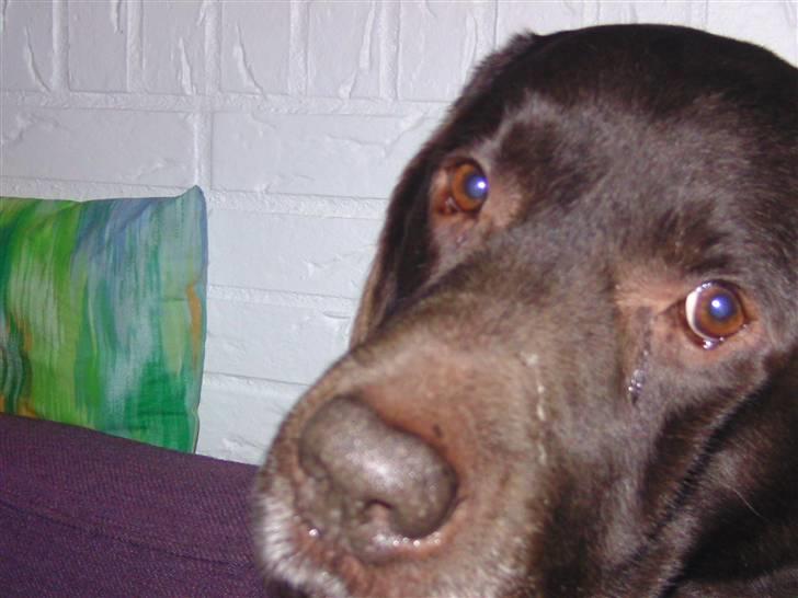 Labrador retriever Chako - "Se hvor ked af det jeg er" :( billede 9