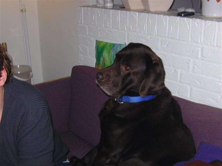 Labrador retriever Chako - "Hun kigger ik på mig" ): billede 10