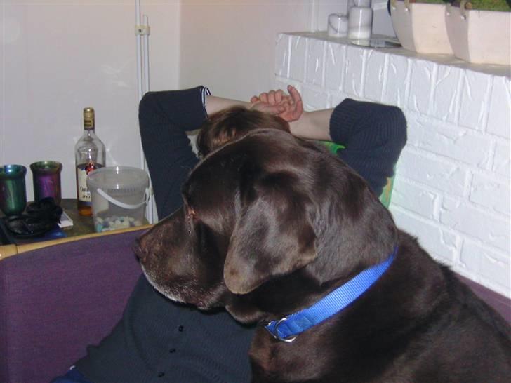 Labrador retriever Chako - " Jeg kan ik se dig, jeg vil ik kigge på dig!" billede 11