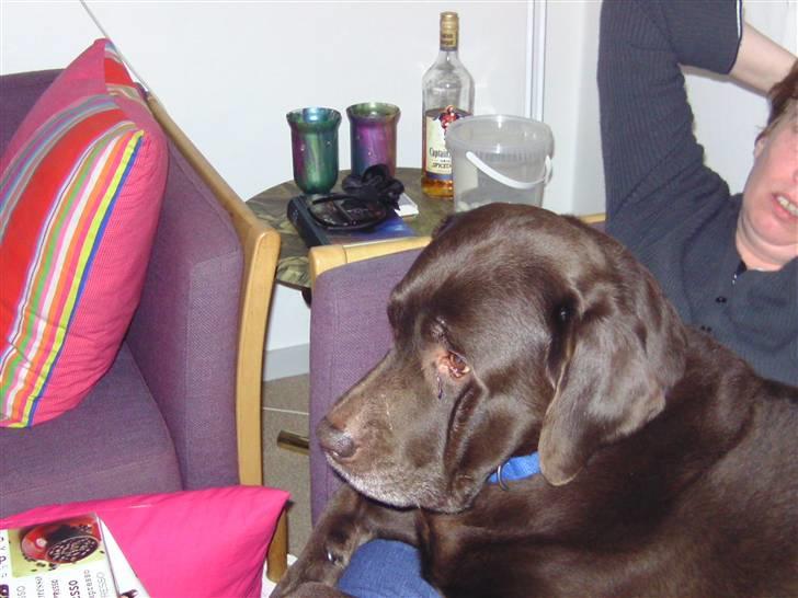 Labrador retriever Chako - "Hvorfor gider hun ik snakke med mig?" billede 12