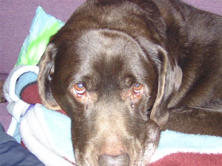 Labrador retriever Chako - "Hold Nu Oop!" billede 17