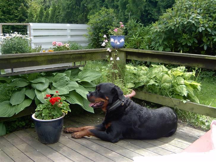 Rottweiler Bobo  - bobo i det grønne billede 3