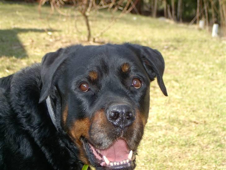 Rottweiler Bobo  billede 1