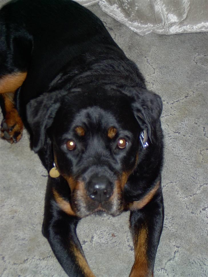 Rottweiler Bobo  - har været til lydighedstræning og det er dagen før vi henter vores hund nr 2 billede 4
