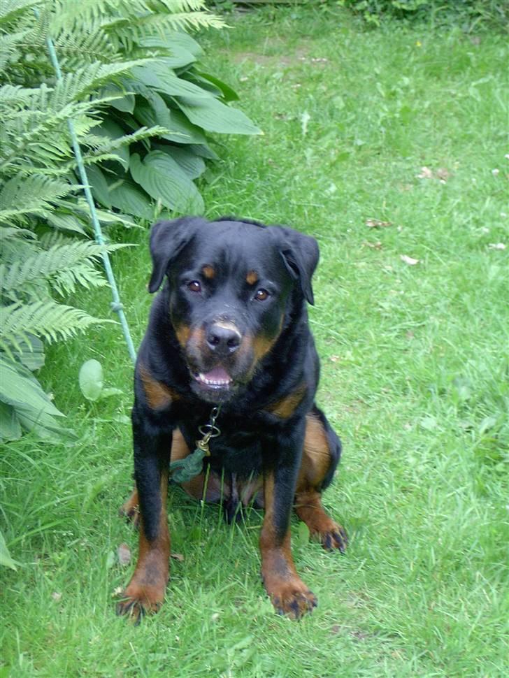Rottweiler Bobo  billede 5