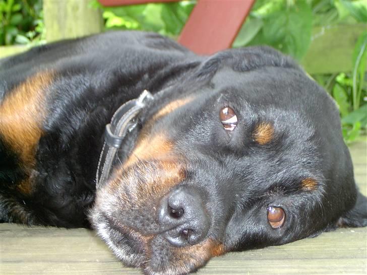 Rottweiler Bobo  - bobo træt billede 6