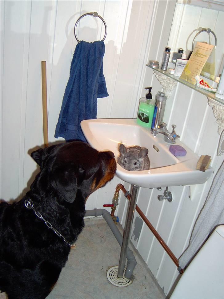 Rottweiler Bobo  - bobo og lillesøster billede 7