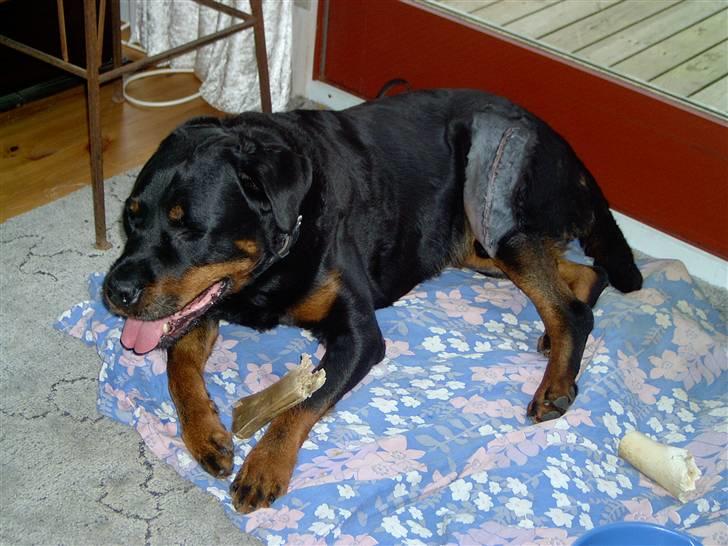Rottweiler Bobo  - efter en knæledsoperation, skulle være i ro 7 uger, gab billede 8