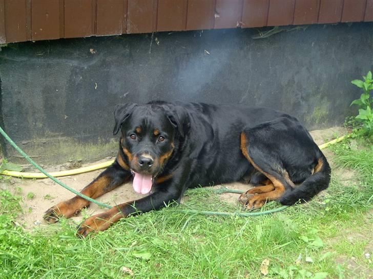 Rottweiler Bobo  billede 2