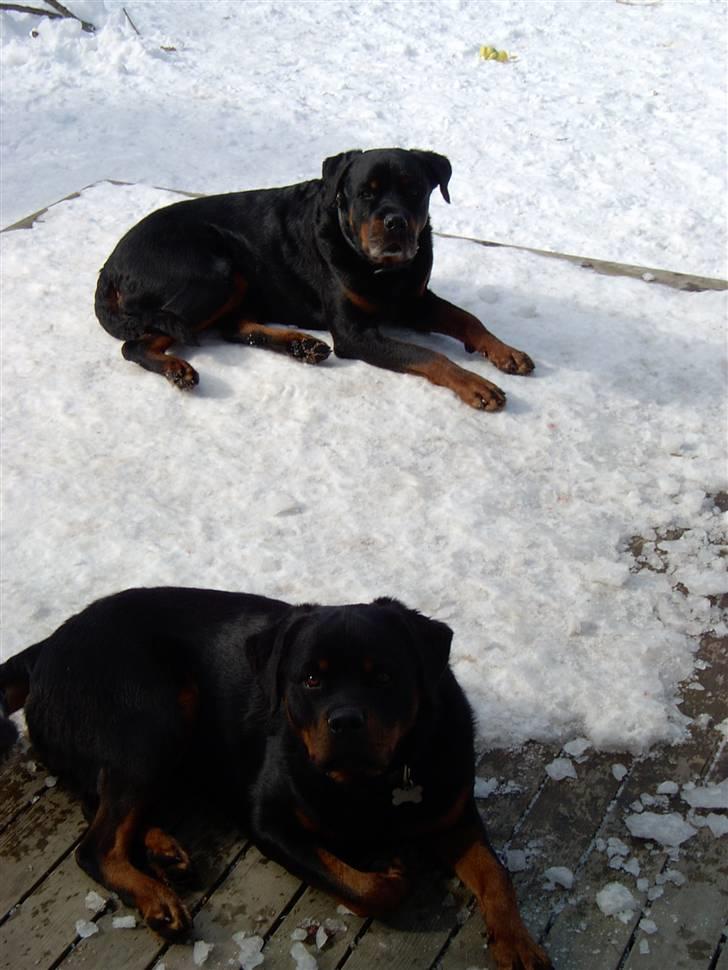 Rottweiler Bobo  billede 9