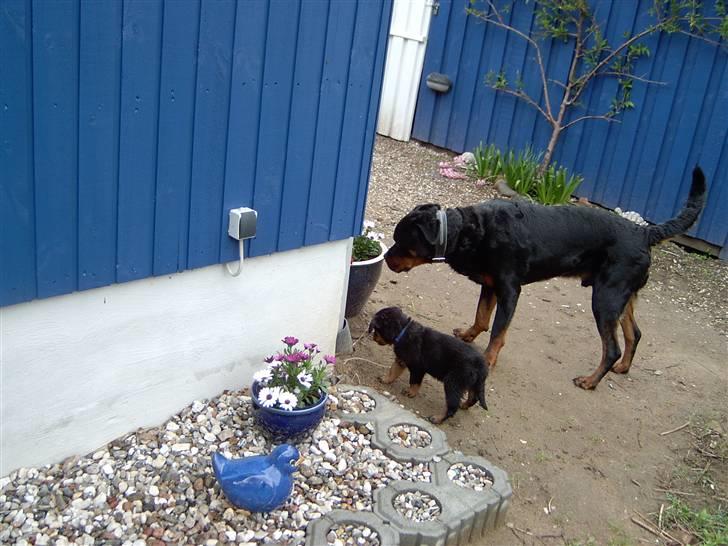 Rottweiler Bobo  billede 10