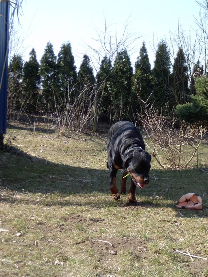 Rottweiler Bobo  billede 11