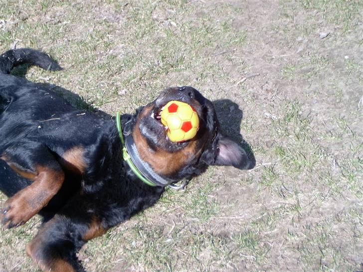 Rottweiler Bobo  billede 12