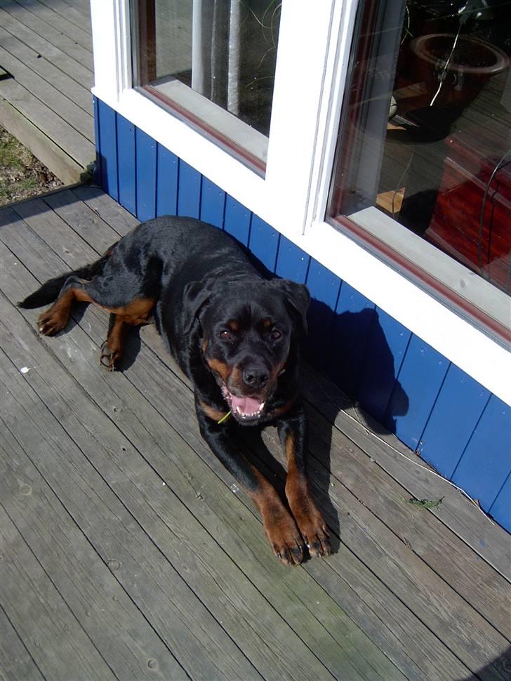 Rottweiler Bobo  billede 13
