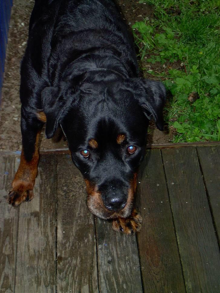 Rottweiler Bobo  billede 14