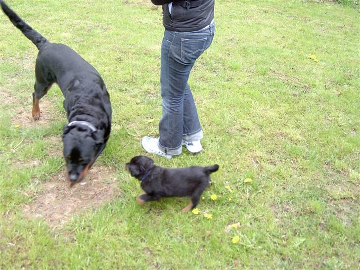Rottweiler Bobo  billede 15