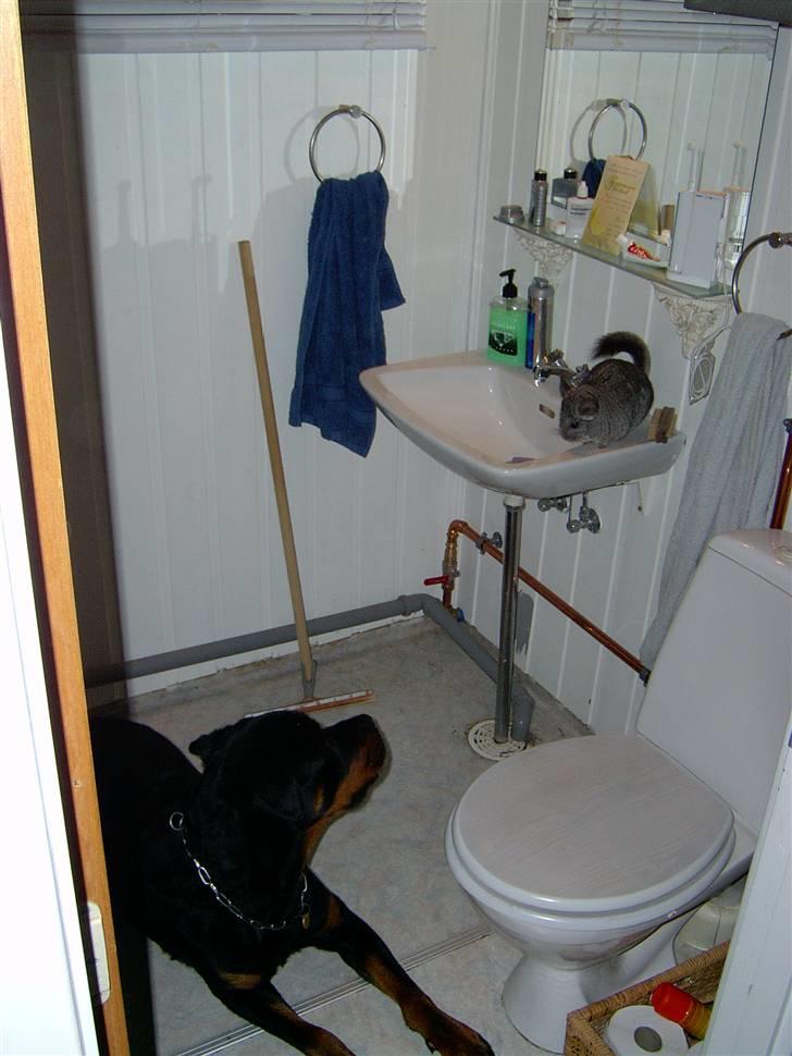 Rottweiler Bobo  - jeg er træt og gider ikke få taget billeder billede 16