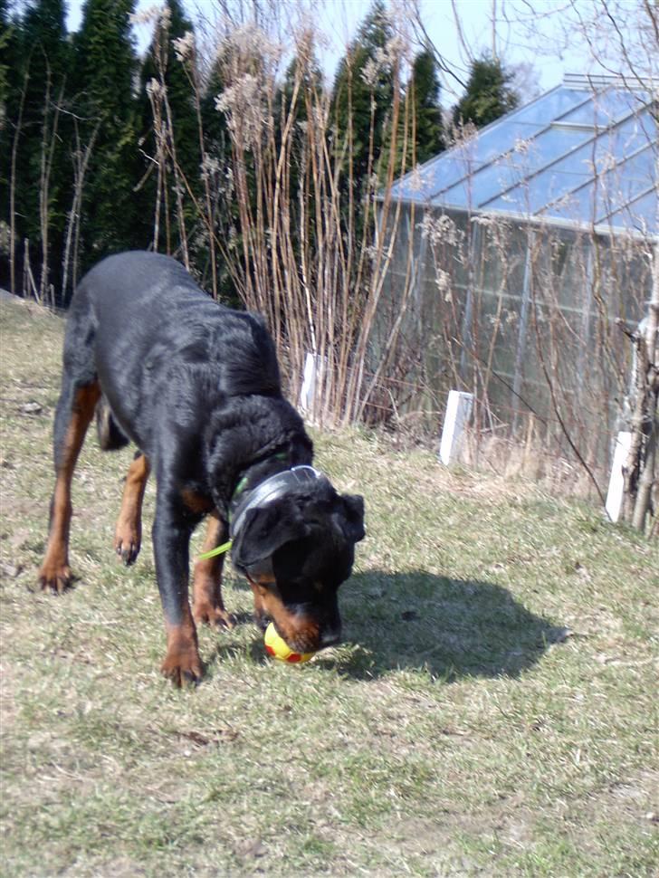 Rottweiler Bobo  billede 17