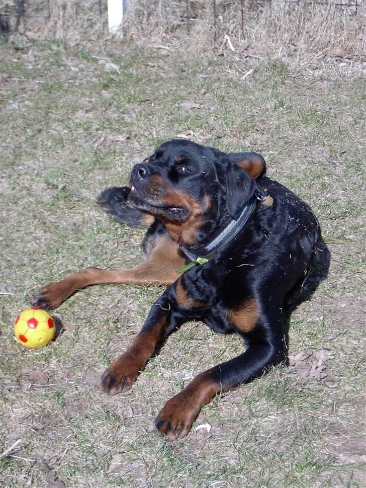 Rottweiler Bobo  billede 18