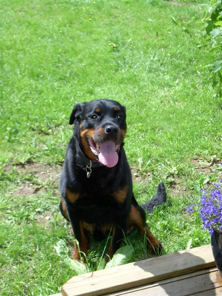 Rottweiler Bobo  billede 19