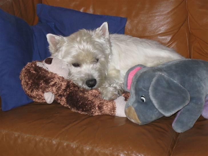 West highland white terrier Magnus billede 16