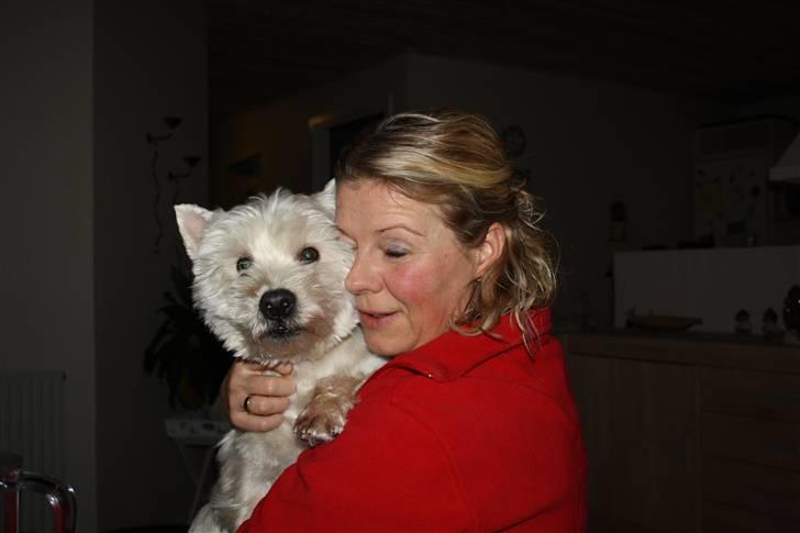 West highland white terrier Magnus billede 17