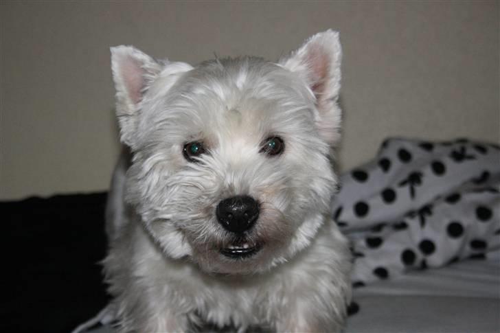 West highland white terrier Magnus billede 18