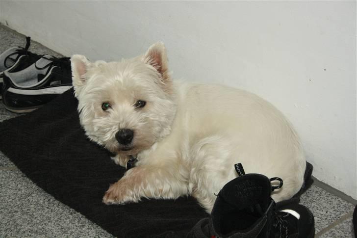 West highland white terrier Magnus billede 19