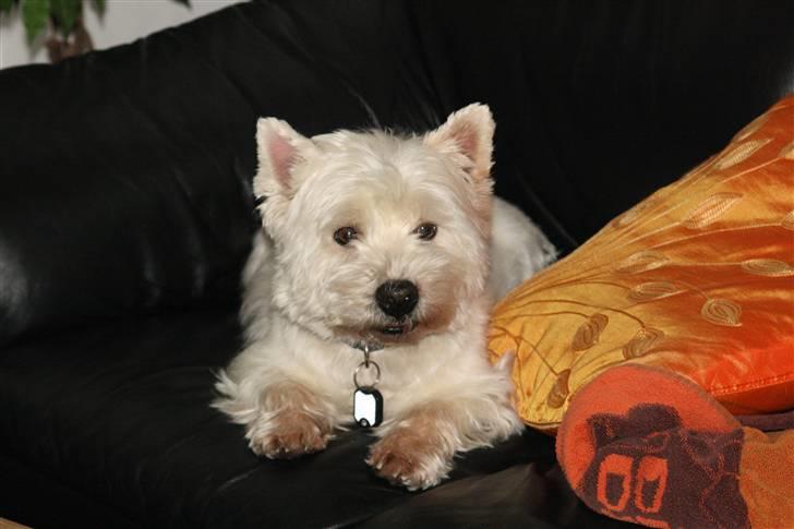 West highland white terrier Magnus billede 20