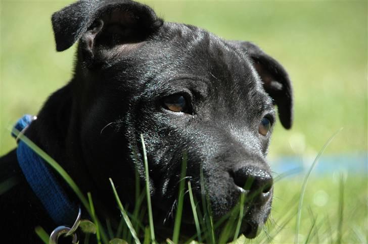 Staffordshire bull terrier Asuki - Hej Jeg hedder Asuki billede 1