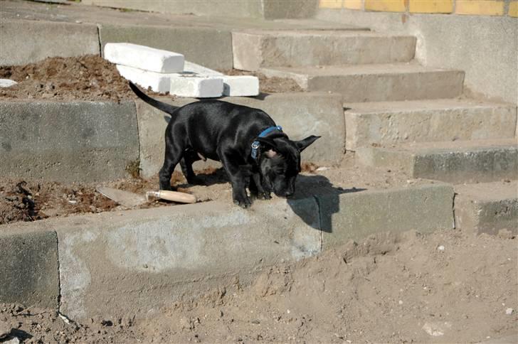 Staffordshire bull terrier Asuki - Hvis jeg bruger ørene som vinger, så kan jeg flyve ned.... billede 2