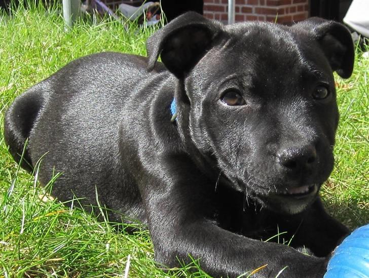 Staffordshire bull terrier Asuki billede 3