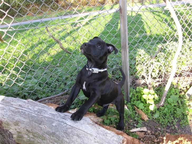 Staffordshire bull terrier Asuki billede 4