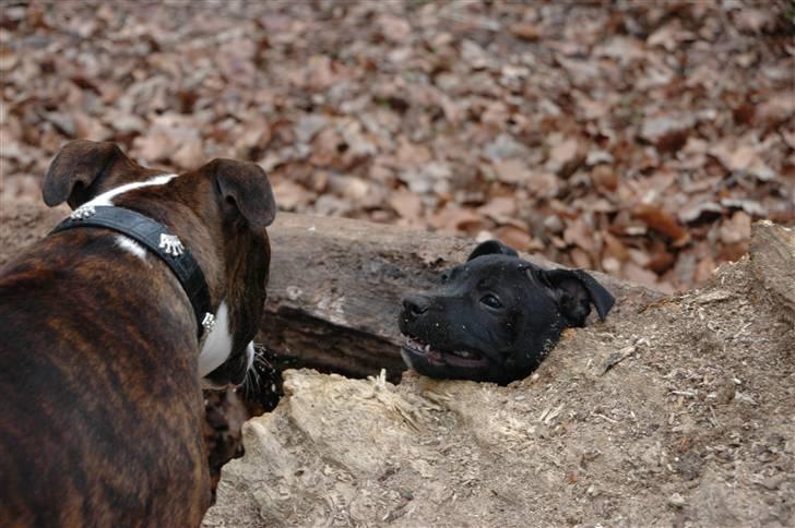 Staffordshire bull terrier Asuki - BØH... billede 5