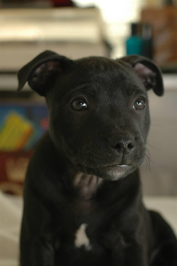 Staffordshire bull terrier Asuki billede 6