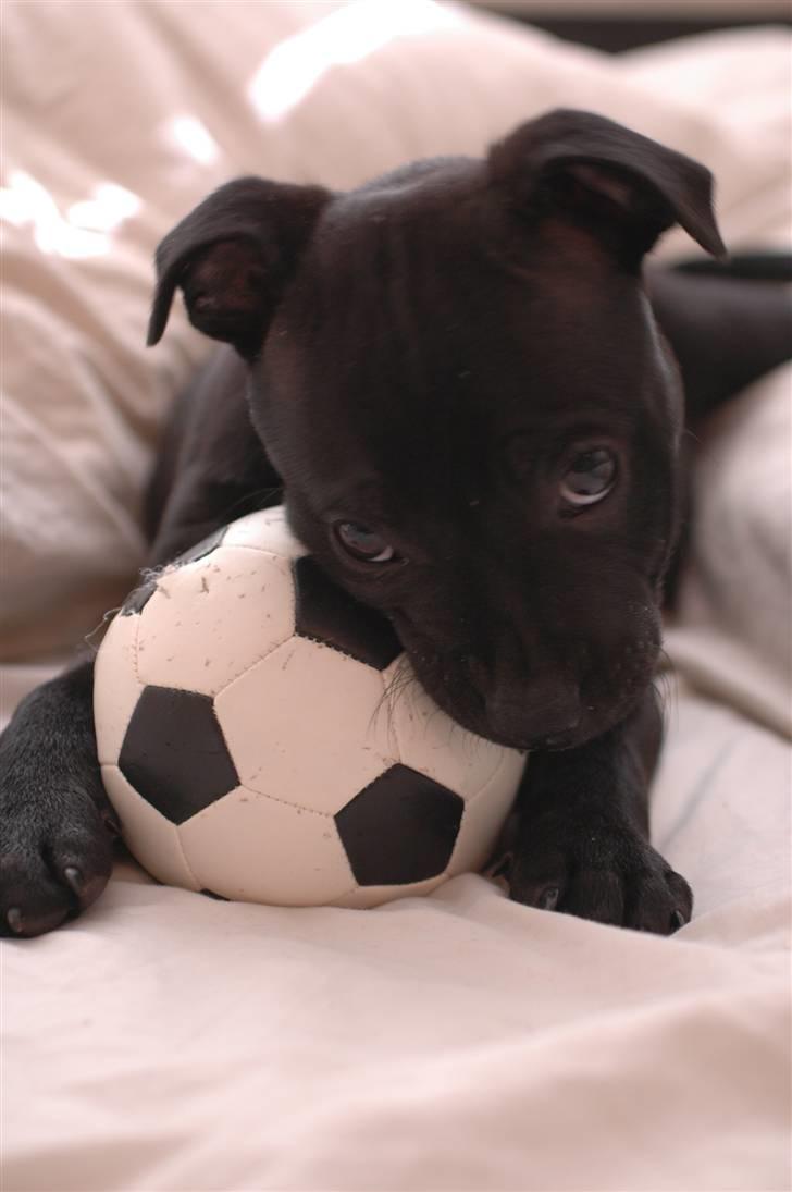 Staffordshire bull terrier Asuki - Det er min min min min min min min min ....... billede 7