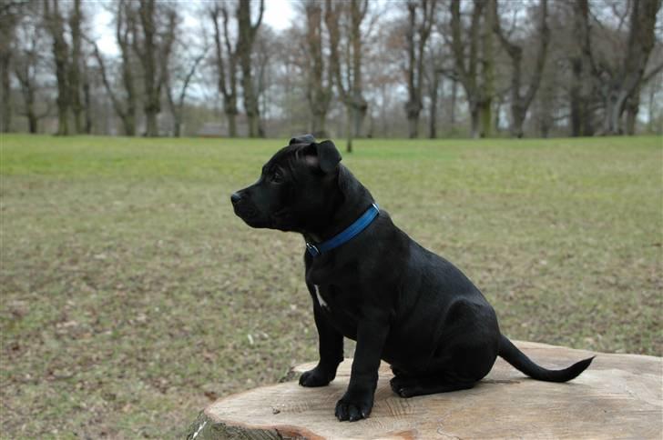 Staffordshire bull terrier Asuki - På udkik efter legekamerarter :o) billede 8