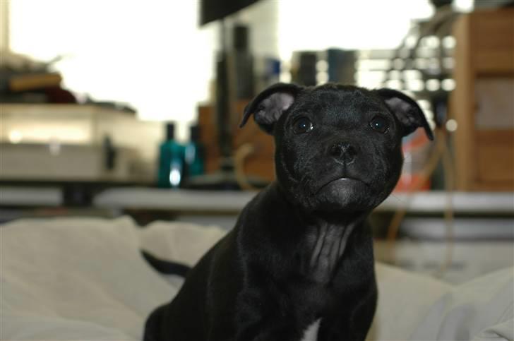 Staffordshire bull terrier Asuki billede 9