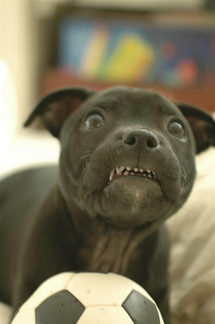 Staffordshire bull terrier Asuki - Pas på jeg er farlig, eller... :o) billede 10